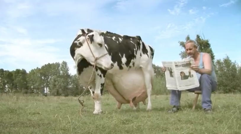 cow paper